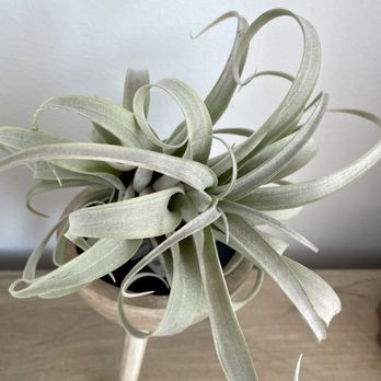 Air Plant Hub - Nurseries & Gardening Near Me Air Plant Hub - Nurseries & Gardening Near Me