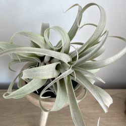 Air Plant Hub