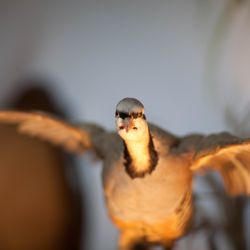 Sharon House Antiques - Need a stuffed bird? - C'mon down!