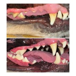 The Magic Paws - Pet Smile - Before and after