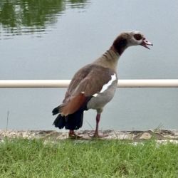 Glen Lake Camp & Retreat Center - This fella was hanging out in early morning
