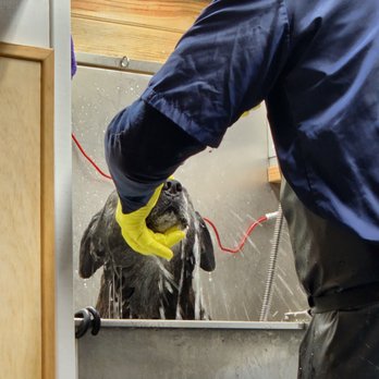 Mobile Pet Grooming Spa - Multiple washings... - Pet Groomers Near Me Mobile Pet Grooming Spa - Multiple washings... - Pet Groomers Near Me