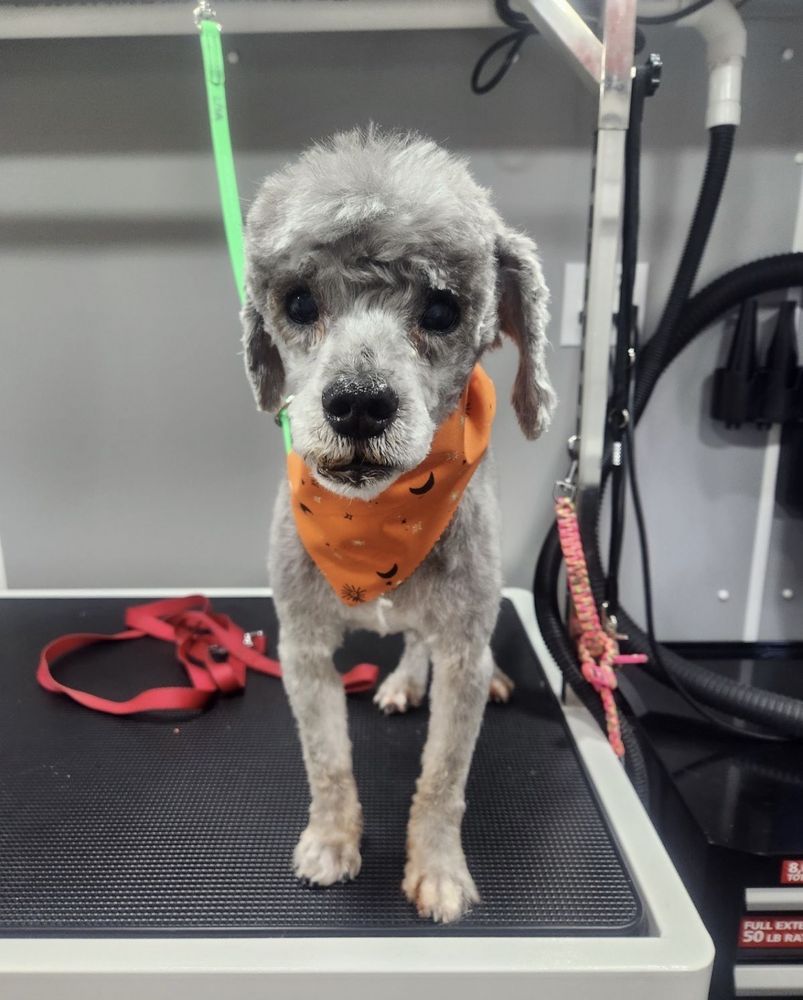 CLASSY K9 MOBILE GROOMER Updated October 2024 16 Photos