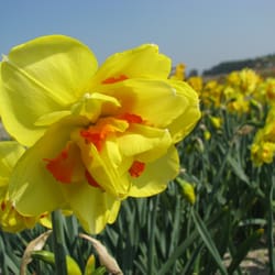 La Torche en Fleurs