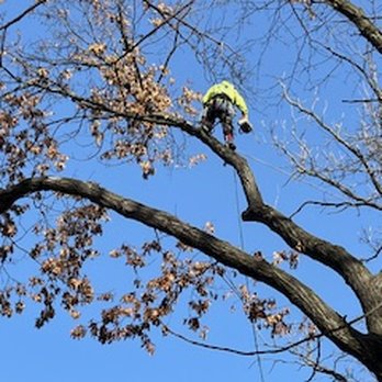 Dawsons Tree Service - He maybe was a Squirrel in a former life. - Tree Services Near Me