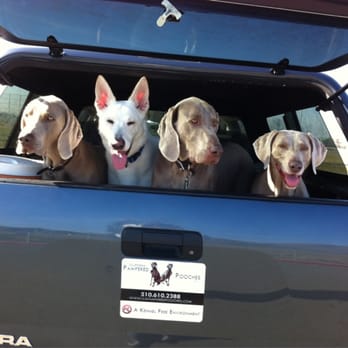 California Pampered Pooches - Dog Walkers Near Me - Vallejo, California California Pampered Pooches - Dog Walkers Near Me - Vallejo, California