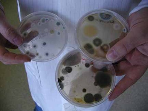 Mold Inspection and Testing- Los Angeles - mold inspector in Los Angeles, CA