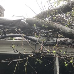 Tree damage