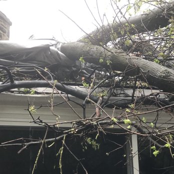 Bradley Tree Experts - Tree damage - Firewood Near Me - Broomall, Pennsylvania