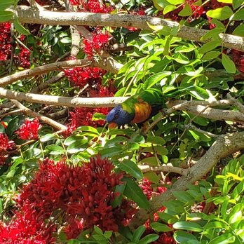 Royal Botanical Gardens Victoria - Rainbow lorikeet - Botanical Gardens Near Me - Melbourne, VIC Royal Botanical Gardens Victoria - Rainbow lorikeet - Botanical Gardens Near Me - Melbourne, VIC