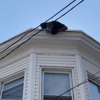 Animal & Rodent Problem Solvers - Bat removal - Wildlife Control Near Me
