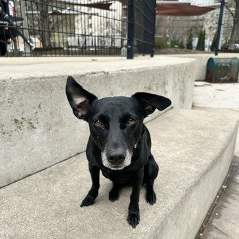 Fred Anderson Park - Lots of steps for the dogs to climb and the humans to use as seating. - Dog Parks Near Me - Chicago, Illinois