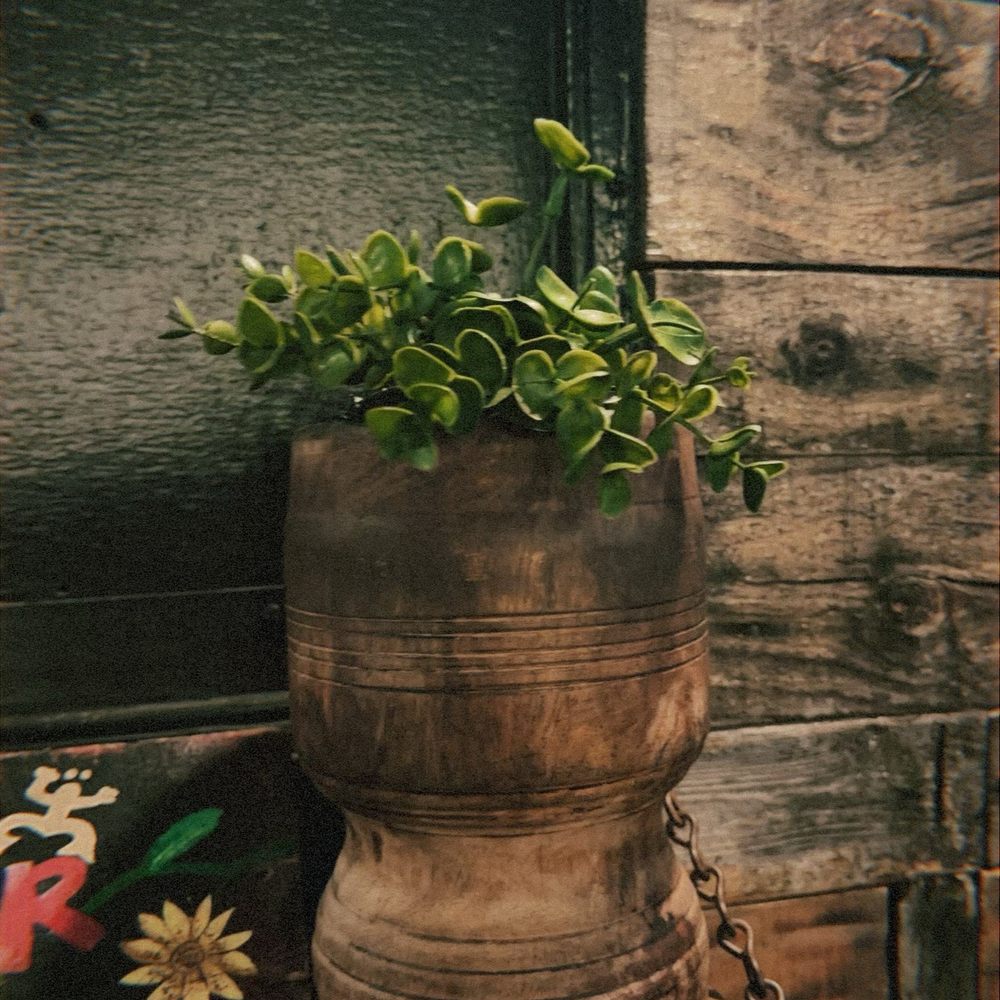 Sabor Boriitaly - Cute plant decor - Restaurants Near Me - Ceiba, Puerto Rico Sabor Boriitaly - Cute plant decor - Restaurants Near Me - Ceiba, Puerto Rico