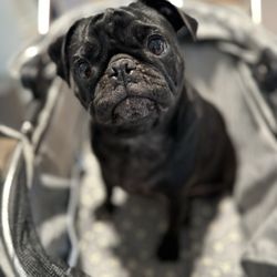 Alhambra Veterinary Hospital - Chicken- Nugget
