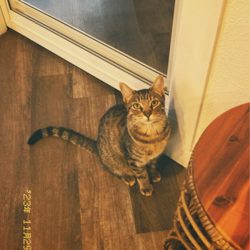 Frisky Business Palm Springs Cat Cafe - cats