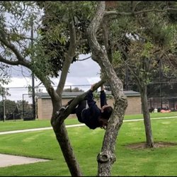 Eastbluff Park - Tree climbing