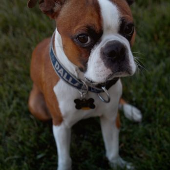 Crystal Wiggins Photography - He's so serious! - Pet Photography Near Me Crystal Wiggins Photography - He's so serious! - Pet Photography Near Me