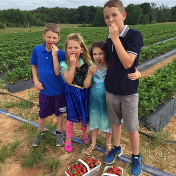 Buck & Ann's Strawberry Patch - Pick Your Own Farms Near Me - Greer, South Carolina
