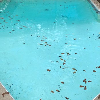Terry's Pool Service - Day pool was supposedly cleaned - Pool Cleaners Near Me - Tallahassee, Florida