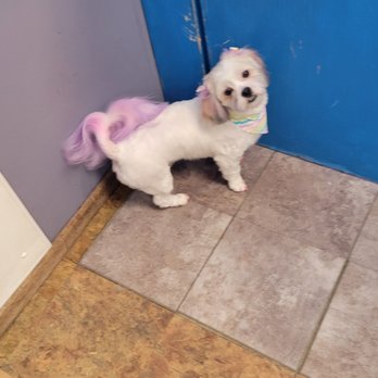 Pup N Suds - Pet Groomers Near Me - Oak Forest, Illinois