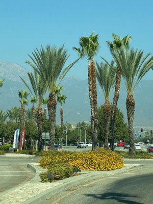 Palm Tree Trimming - We specialize in helping clients increase the value and beauty of their homes by creating elegant outdoor living spaces. We create beautiful yard designs by combining seasonal color, perennials, landscaping, and maintenance. Our ultimate goal is to ensure that you are completely satisfied with the end result of your project. Palm Tree Trimming - We specialize in helping clients increase the value and beauty of their homes by creating elegant outdoor living spaces. We create beautiful yard designs by combining seasonal color, perennials, landscaping, and maintenance. Our ultimate goal is to ensure that you are completely satisfied with the end result of your project.