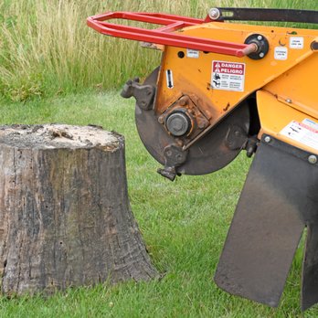 Pine Stump Services - Tree Services Near Me Pine Stump Services - Tree Services Near Me