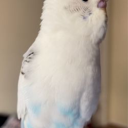 Fine Feathered Friends Foundation - Belgium my parakeet