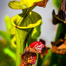 Stanley Rehder Carnivorous Plant Garden