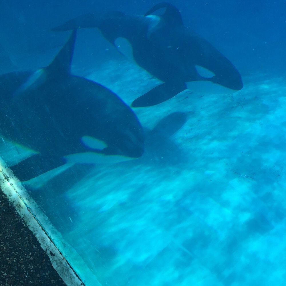 SeaWorld - Zoos Near Me - Los Angeles, California
