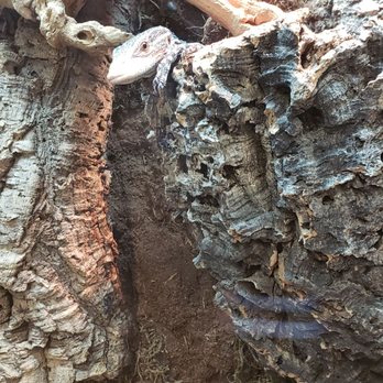 Cold Blooded Kingdom - Reptile Shops Near Me - Deerfield Beach, Florida