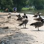 Photo of Neckarwiese