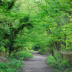 Sydenham Hill Wood