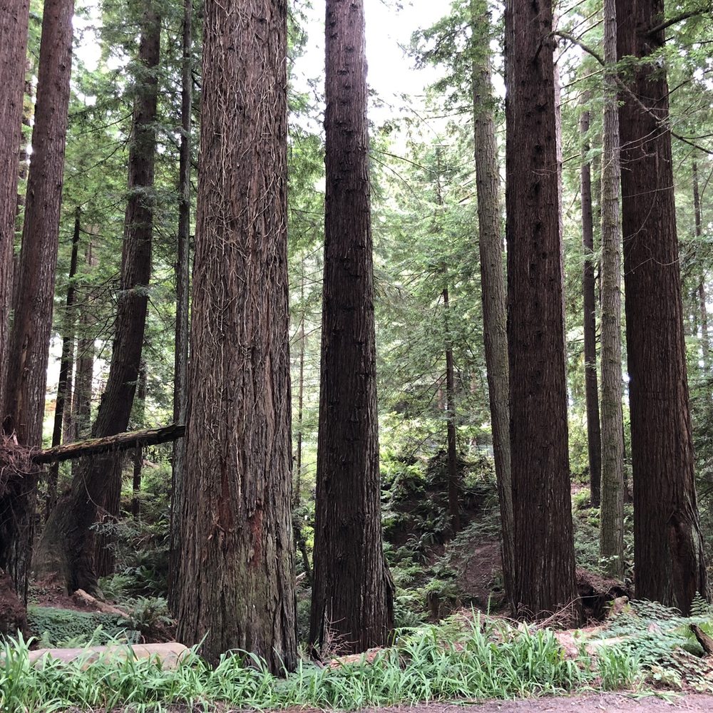 Redwood Park - Parks Near Me - Arcata, California Redwood Park - Parks Near Me - Arcata, California