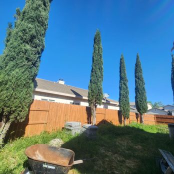 Valley Tree Solutions - 5 Cypress Trees (Before Photo) - Tree Services Near Me Valley Tree Solutions - 5 Cypress Trees (Before Photo) - Tree Services Near Me