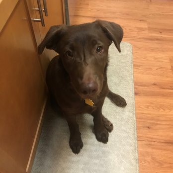 Spca Westchester 16 Photos 60 Reviews Animal Shelters 590 N State Rd Briarcliff Manor Ny Phone Number Yelp