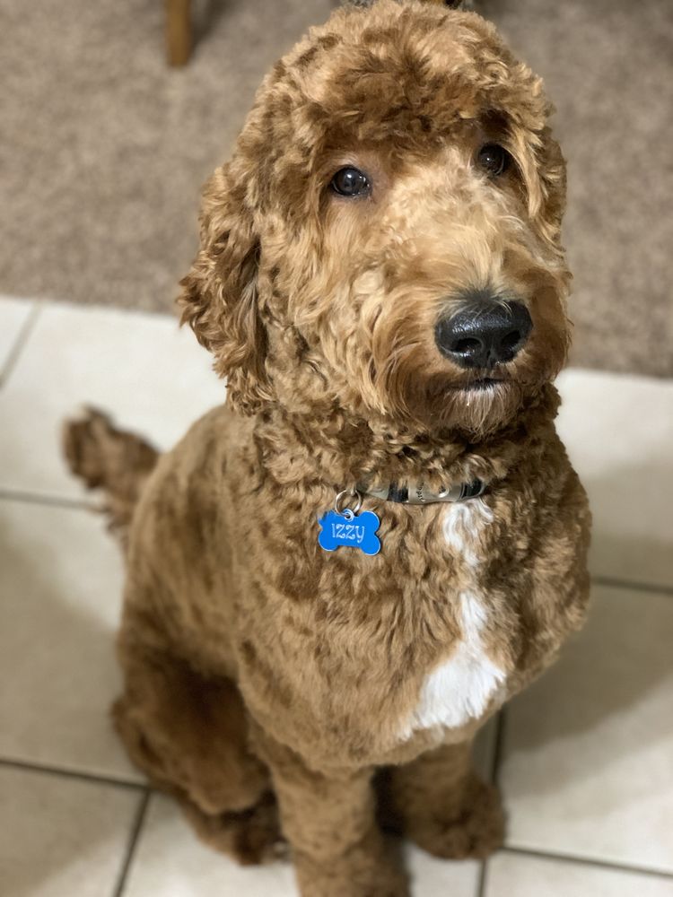 ALL PET GROOMING 13 Photos & 20 Reviews 3221 S Hwy 89, Bountiful