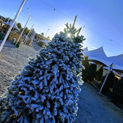 Rudolph's Christmas Trees