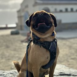 Kona Loca Training - Bambino placing at a busy beach full of distractions.