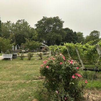 Mattebella Vineyards - Wineries Near Me - Southold, New York Mattebella Vineyards - Wineries Near Me - Southold, New York