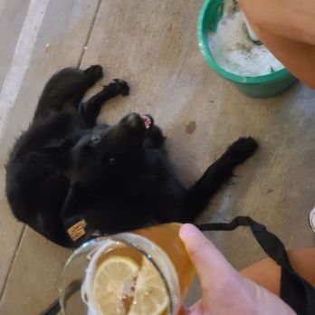 Three Frogs Brewery - Oreo enjoying a Weiz Frog! - Breweries Near Me - Santee, California