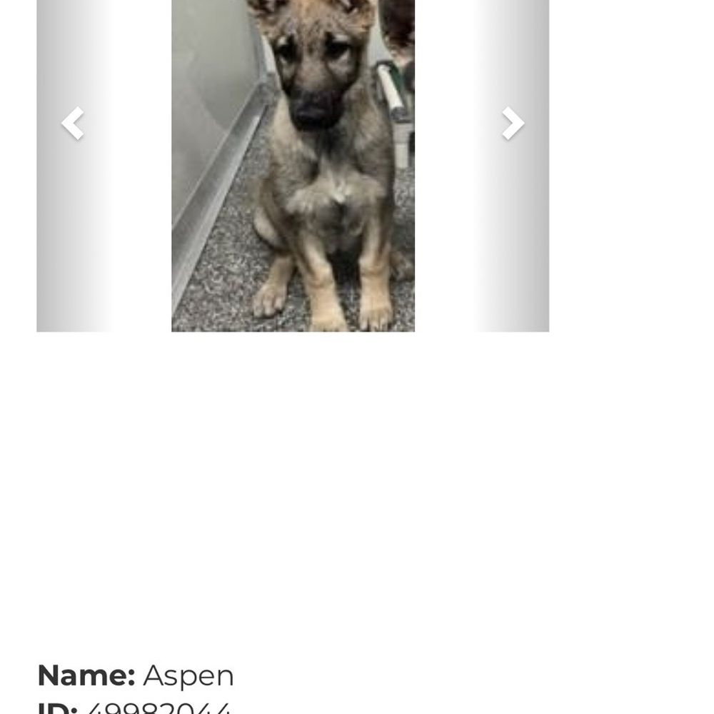 Ellis County SPCA - My German shepherds - Animal Shelters Near Me - Waxahachie, Texas