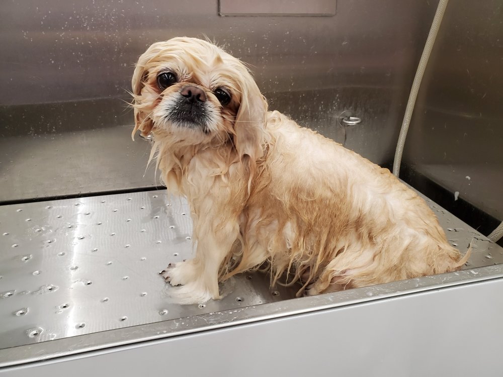 SARAHS MOBILE GROOMING Updated August 2024 10 Reviews New Lenox, Illinois Pet Groomers