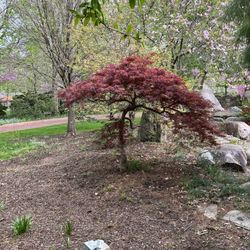 The Genevieve Green Gardens