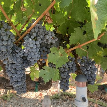 Clos Pegase Winery - Venues & Event Spaces Near Me - Calistoga, California
