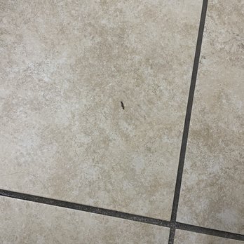Hampton Inn & Suites Birmingham-Pelham - Bugs in the bathroom. This was the 2nd one I killed. - Hotels Near Me - Pelham, Alabama