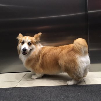 2 Barking Sisters' Dog Spaw - My fluffy corgi's coat has finally been tamed! - Pet Groomers Near Me 2 Barking Sisters' Dog Spaw - My fluffy corgi's coat has finally been tamed! - Pet Groomers Near Me