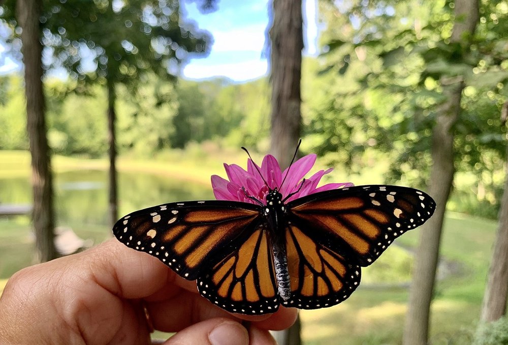 THE BIRDERS NEST Updated August 2024 199 Photos 357 Hayts Rd