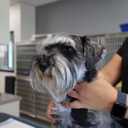 Sunshine Animal Hospital - Patient