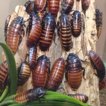 Butterfly Pavilion - Hissing coackroaches - Museums Near Me - Westminster, Colorado Butterfly Pavilion - Hissing coackroaches - Museums Near Me - Westminster, Colorado