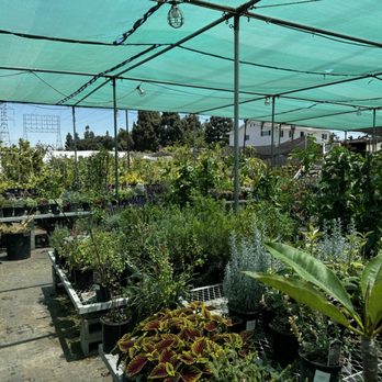 Ricardo's Nursery - What you see when you're headed inside! - Nurseries & Gardening Near Me - Long Beach, California